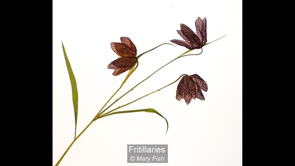 14_Fritillaries_Mary Fish